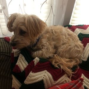 Meet your Posher, Dan